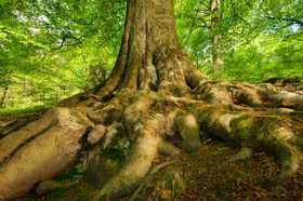 Tree with deep, broad roots